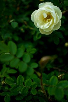 white roseship flower on a dark green background. Card with space for text. High quality photo