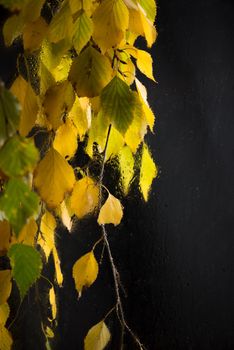 Autumn form. Yellowed birch branches through a wet rainy window