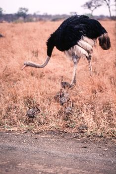 Ostrich (Struthio camelus), Kruger National Park, Mpumalanga, South Africa