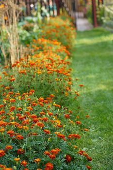 Autumn, floral background. Large dense bush with autumn flowers. A beautiful bush grows in the garden