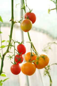 Beautiful red ripe tomatoes grown in a greenhouse. Delicious red tomatoes hanging on the vine of a tomato plant