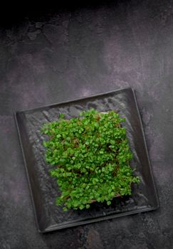 Assortment of micro greens at black background, copy space, top view. Healthy lifestyle