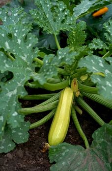 Closeup of a green courgette marrow squash plant with flowers and fruits growing in a garden, organic zucchini plant