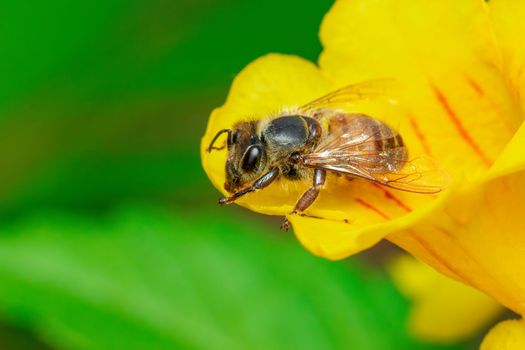 Image of bee or honeybee on yellow flower collects nectar. Golden honeybee on flower pollen. Insect. Animal