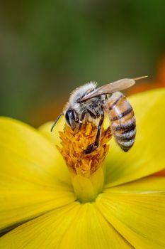 Image of bee or honeybee on yellow flower collects nectar. Golden honeybee on flower pollen. Insect. Animal