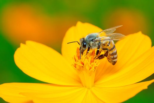 Image of bee or honeybee on yellow flower collects nectar. Golden honeybee on flower pollen. Insect. Animal