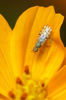 Image of Larvae Spotted-winged Fly (Neotephritis finalis) on a yellow flower on nature background. Insect. Animal.