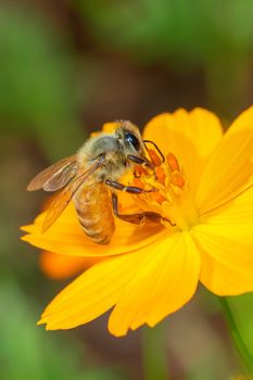 Image of bee or honeybee on yellow flower collects nectar. Golden honeybee on flower pollen. Insect. Animal