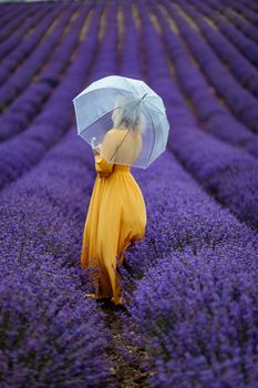A middle-aged woman in a lavender field walks under an umbrella on a rainy day and enjoys aromatherapy. Aromatherapy concept, lavender oil, photo session in lavender.