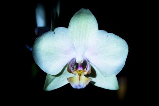 Bright greenish yellow open Orchid flower. Black background