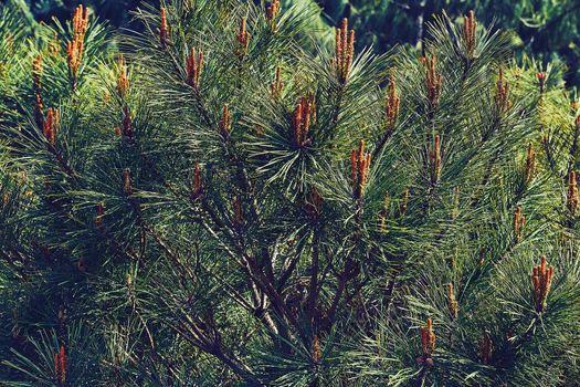 an evergreen coniferous tree that has clusters of long needle-shaped leaves. Many kinds are grown for their soft timber, which is widely used for furniture and pulp, or for tar and turpentine.