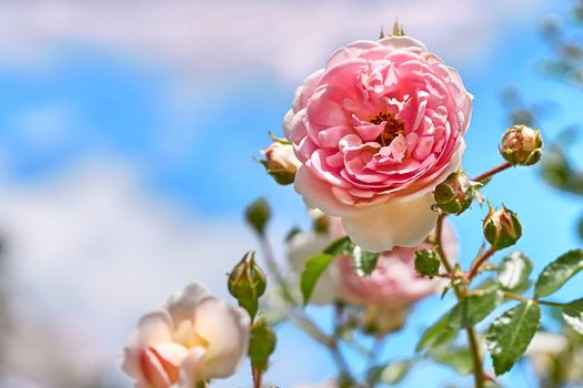 a prickly bush or shrub that typically bears red, pink, yellow, or white fragrant flowers, native to north temperate regions. Delicate pink rose bud and blue clear spring sky.