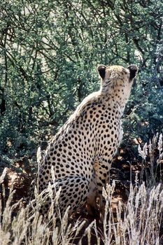 Cheetah (Acinonyx jubatus), Africa, Namibia, Hardap, Kalahari