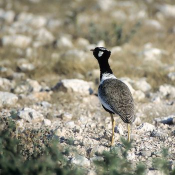 Northern Black Korhaan, (Eupodotis afroides), Africa, Namibia, Oshikoto, Etosha National Park