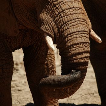The versatile elephant trunk. elephants on the plains of Africa