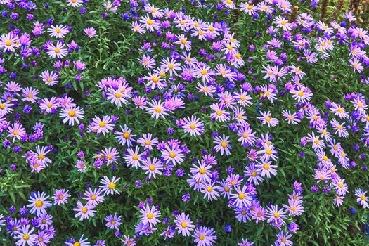 a plant of the daisy family that has bright rayed flowers, typically of purple or pink