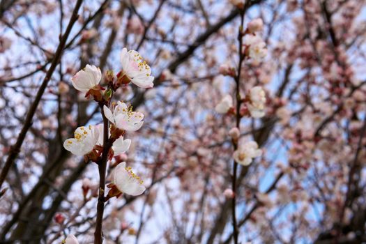 the season after winter and before summer, in which vegetation begins to appear. Lovely delicate flowers of spring fruit trees. Future delicious fruits