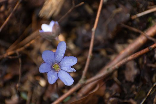 Close-up of a purple hepatica flower growing in brown leaves, spring day