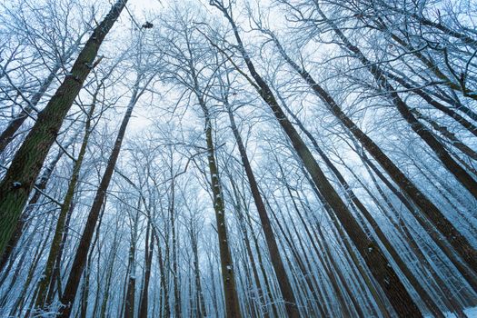 Tall and slender trees in a winter forest, Nowiny, Poland
