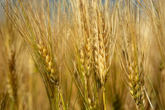 Close up of golden ears of barley grain, summer rural view