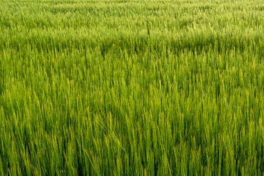 Many green ears of barley grain in the field