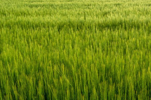 Many green ears of barley grain in the field