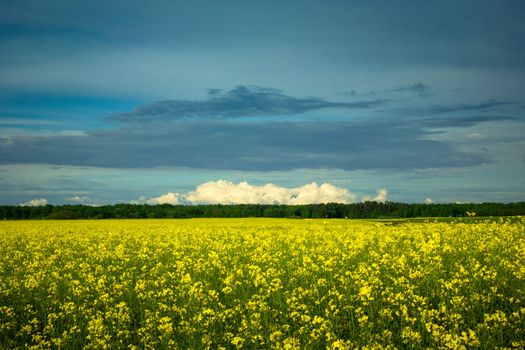 Clouds over yellow rapeseed field, Czulczyce, eastern Poland