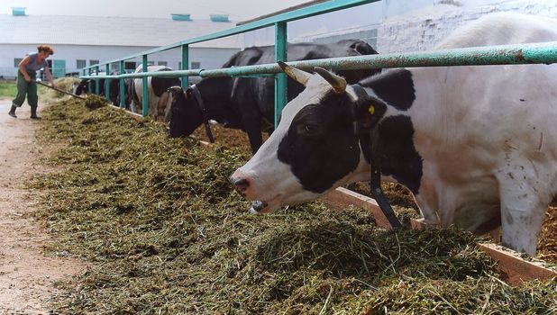 Agricultural concept, diary cows eating a hay in modern free livestock stall or cowshed for distibution of milk, animal and food concept