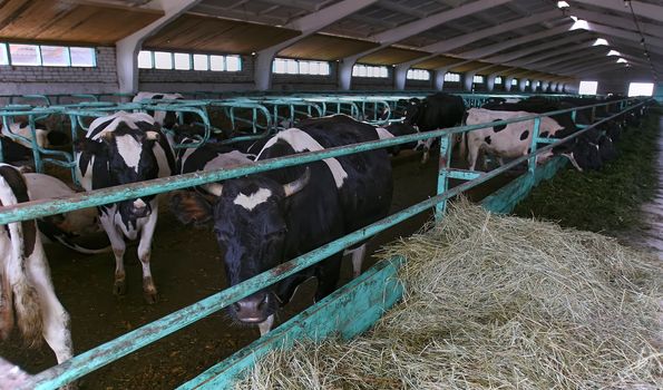 Agricultural concept, diary cows eating a hay in modern free livestock stall or cowshed for distibution of milk, animal and food concept