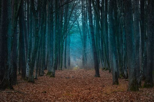 Lying leaves on an alley in a secret forest, Zarzecze, eastern Poland