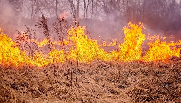 Burning old dry grass in garden. Flaming dry grass on a field. Forest fire. Stubble field is burned by farmer. Fire in the Field.