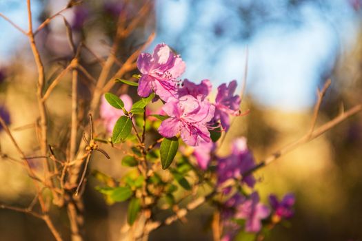 Flowering rhododendron in the Altai mountains, maralnik, natural background