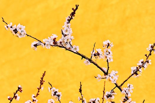 a part of a tree which grows out from the trunk or from a bough. Delicate branch of a flowering fruit tree on a yellow background