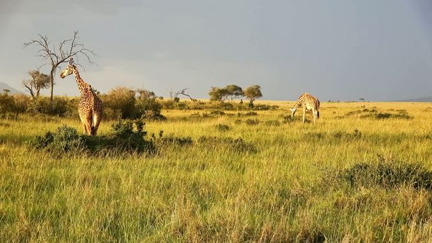 Beautiful giraffe in the wild nature of Africa