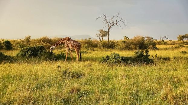 Beautiful giraffe in the wild nature of Africa