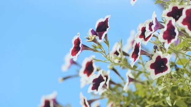 Purple petunias hang in a vase outside the house