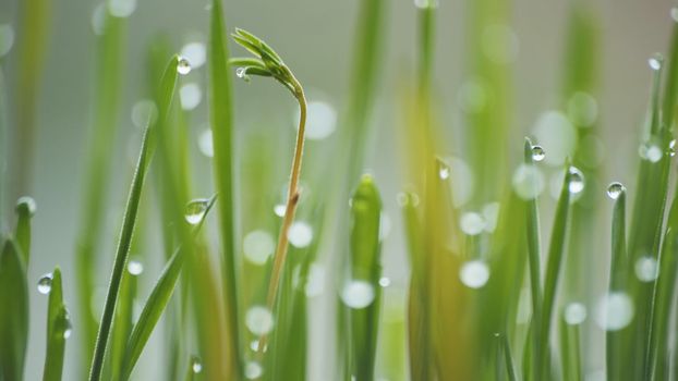 Young sprouts of grass with dew. Close-up view