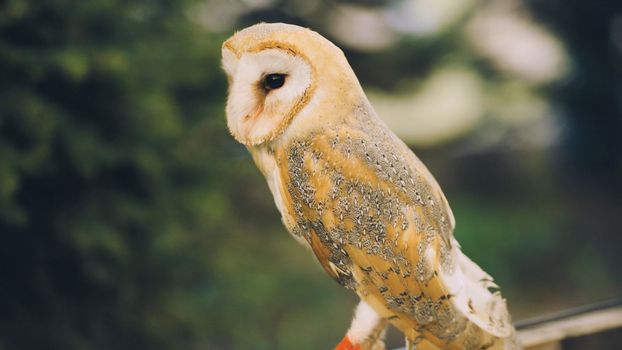 An owl on a city street in the evening waiting for tourists