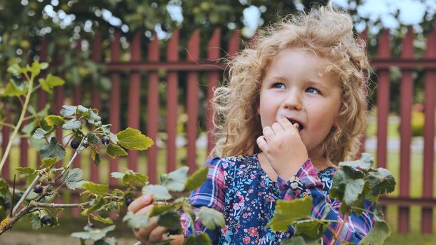 A little girl eats blackcurrants and cringes at the sourness of the berry