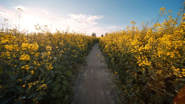 A path in a field of rapeseed on a spring day