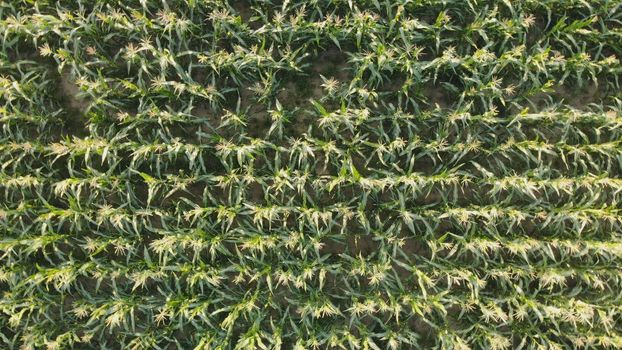 Corn young field. Seedlings planted in a row