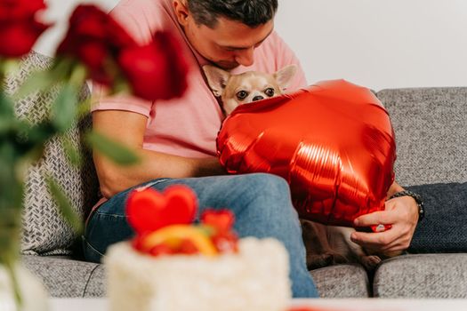 Man hug a puppy dog chihuahua while waiting romantic date on Valentine day. Male Preparing for Valentine day at home, roses flowers, cake, gift and heart shape.