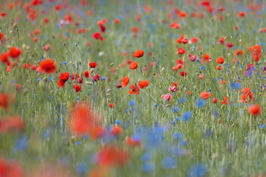 field of red poppies and blue cornflowers , bright shots