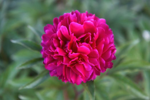 peony flower top view close up , bright shots