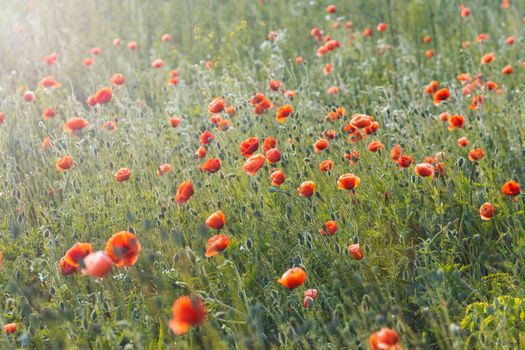 red poppies in the sunset , bright shots