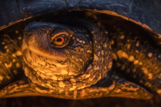 turtle in the golden rays of the sun close-up portrait , bright shots