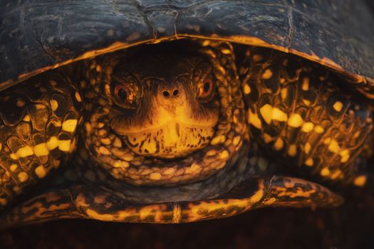 turtle in the golden rays of the sun , bright shots