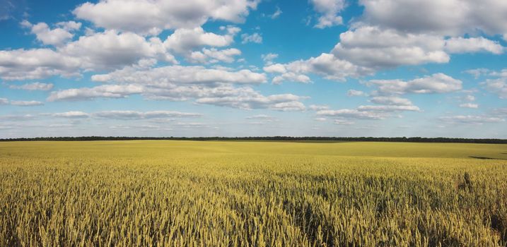 wheat field and beautiful blue sky with white clouds, grain