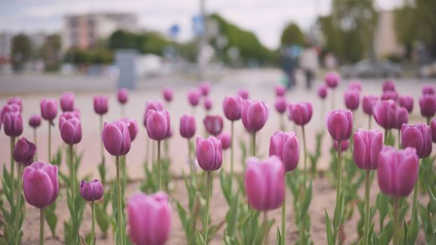 Pink tulips in a flowerbed in the city