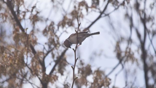 A sparrow on a branch eats buds in spring